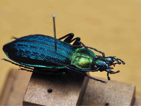 多いか？ : 爬行日和