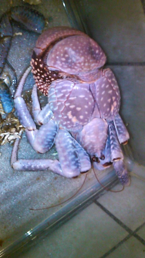 ヤシガニ脱皮後 石垣島の回遊魚