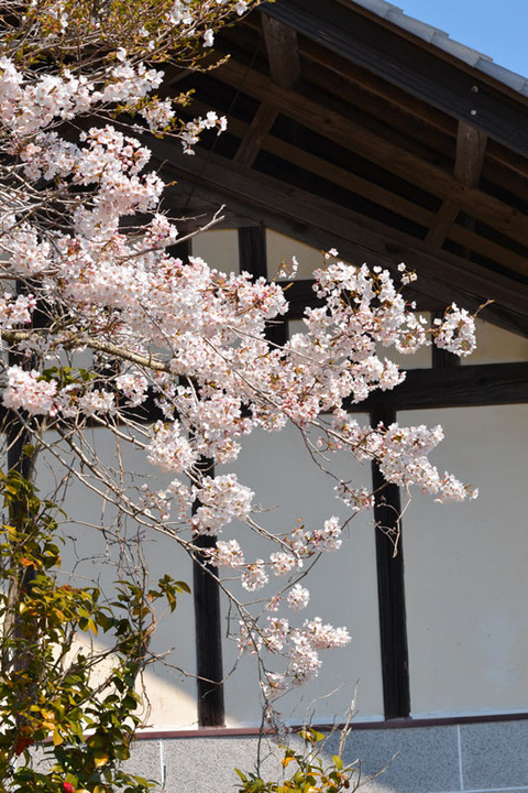 桜満開に笑顔あふれる
