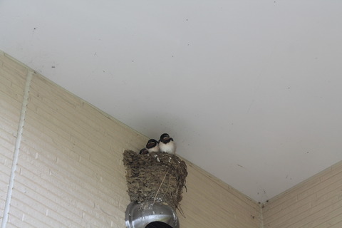 間もなく巣立ち　!