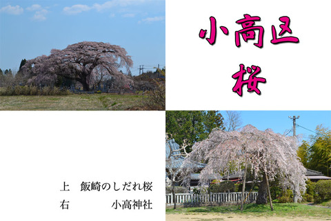 odaka-sakura
