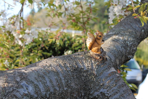 リスを見つけよう　・・・
