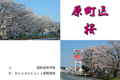 haramachi-sakura