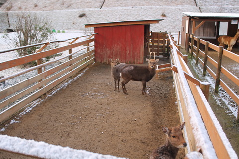 いちばん星に初雪が降りました !