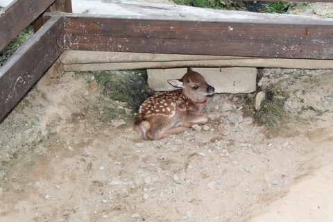 赤ちゃん誕生です　!