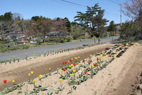 いちばん星のこの時期の花を紹介します !