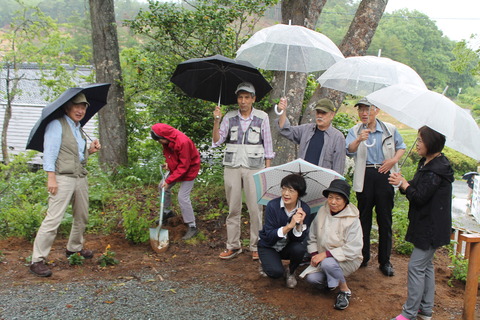 ヤマブキを植樹しました　！