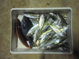 077aa811.jpg