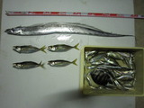 338e99b0.jpg