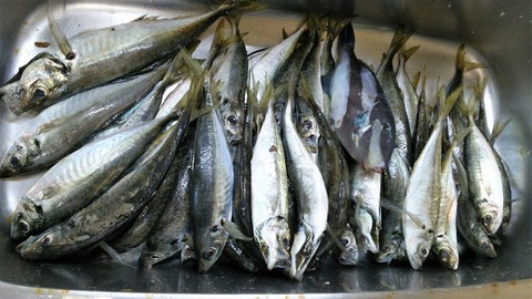 DSC_0069