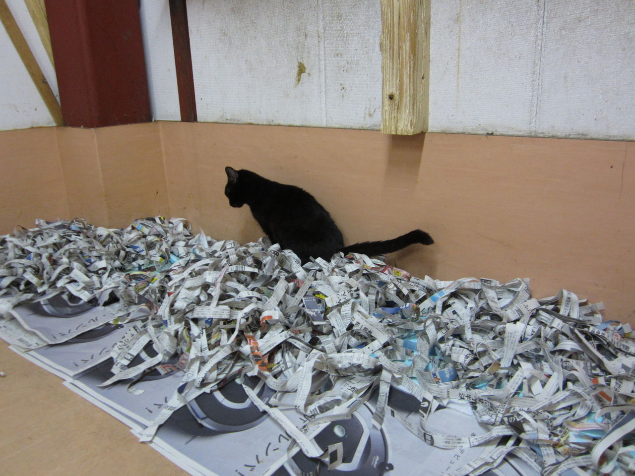 きれいにしたての猫トイレは あさみ写真館 きれいにしたての猫トイレは あさみ写真館