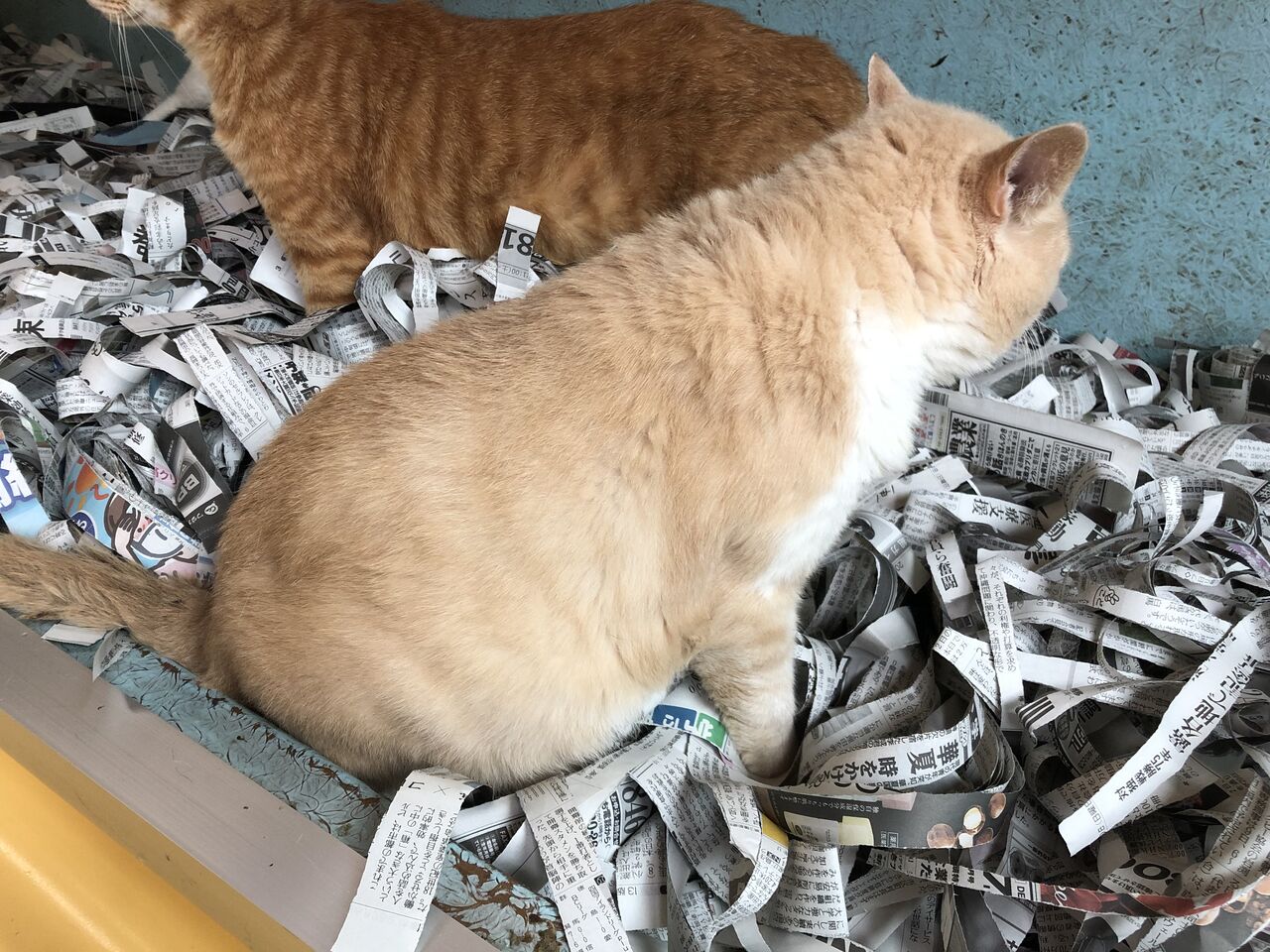 おじさん あさみ写真館