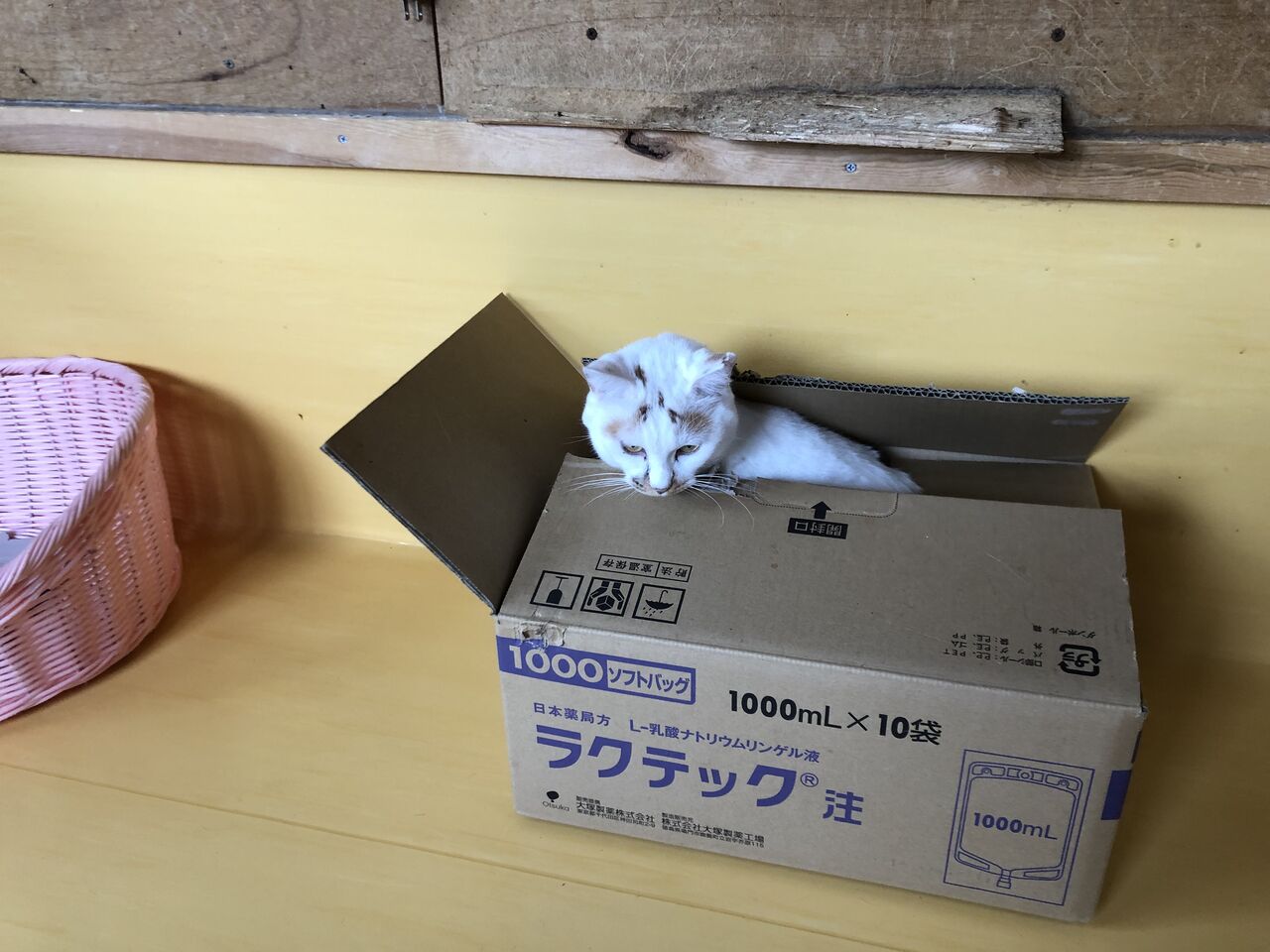 よいお年をお迎えください あさみ写真館 よいお年をお迎えください あさみ写真館