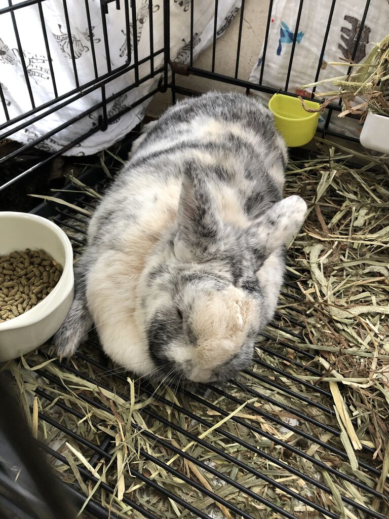 うさぎのウトウト あさみ写真館