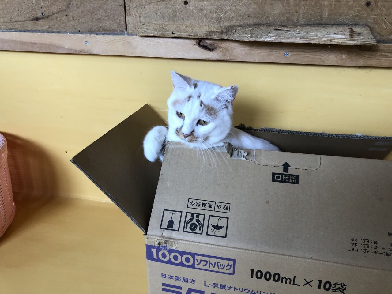 よいお年をお迎えください あさみ写真館 よいお年をお迎えください あさみ写真館