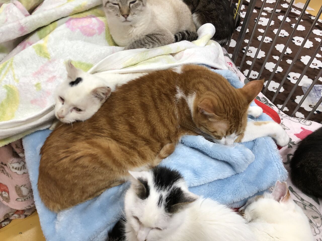 我関せず あさみ写真館