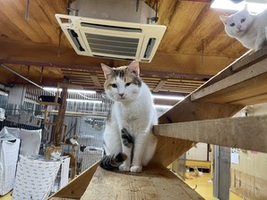 IMG_7710