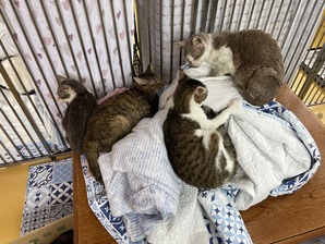 IMG_7811