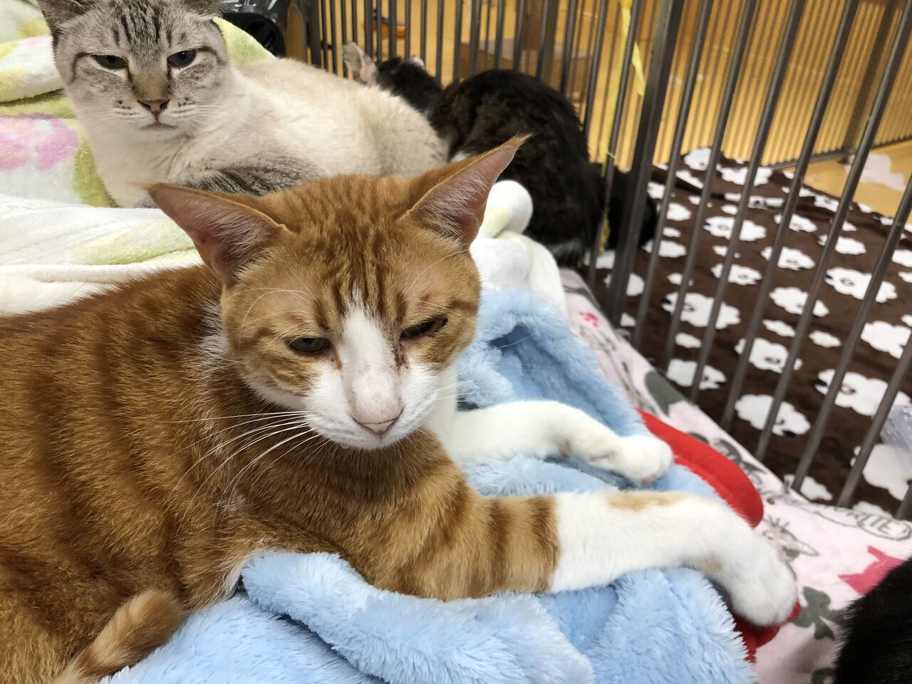 我関せず あさみ写真館