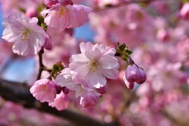 ornamental-cherry-4959631_1920