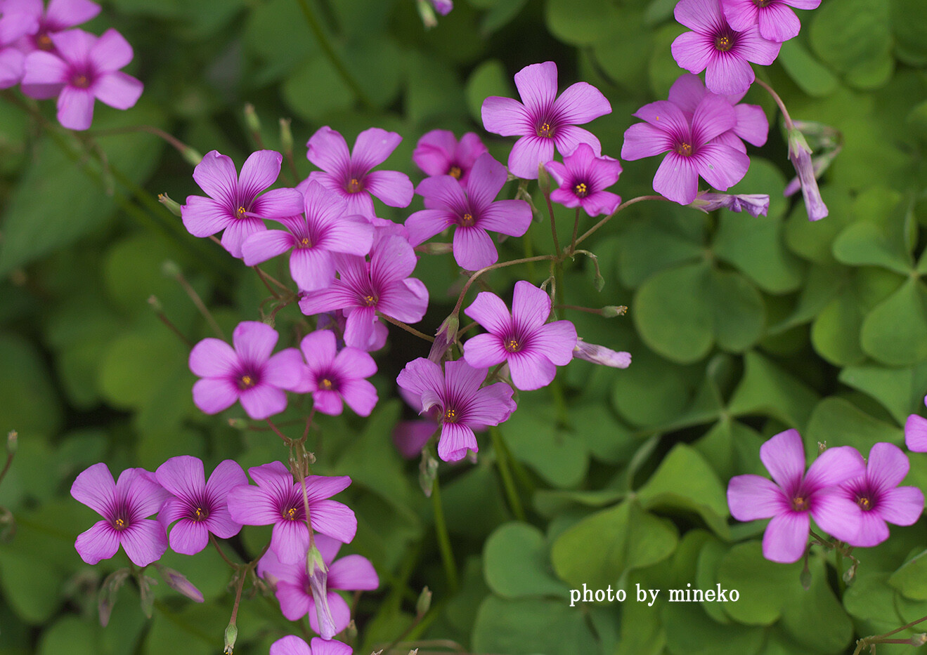 ピンク色の草花 峰子の花曜日 ピンク色の草花 峰子の花曜日