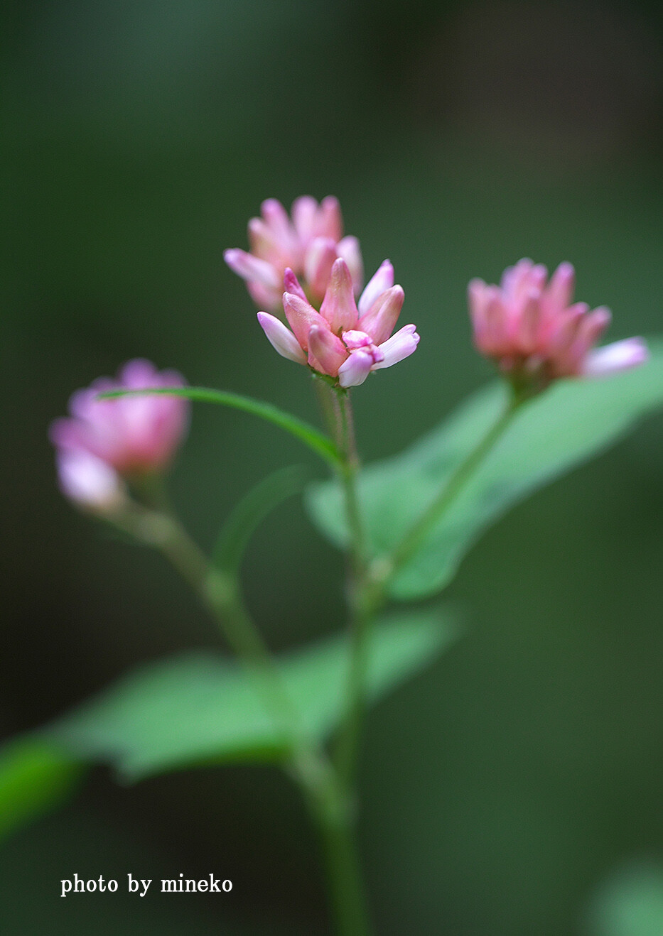 ミゾソバに似た花 峰子の花曜日 ミゾソバに似た花 峰子の花曜日