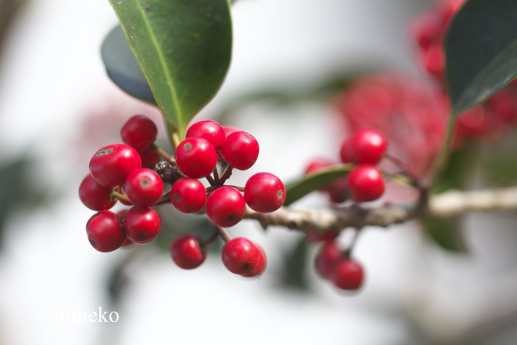 クロガネモチ 峰子の花曜日