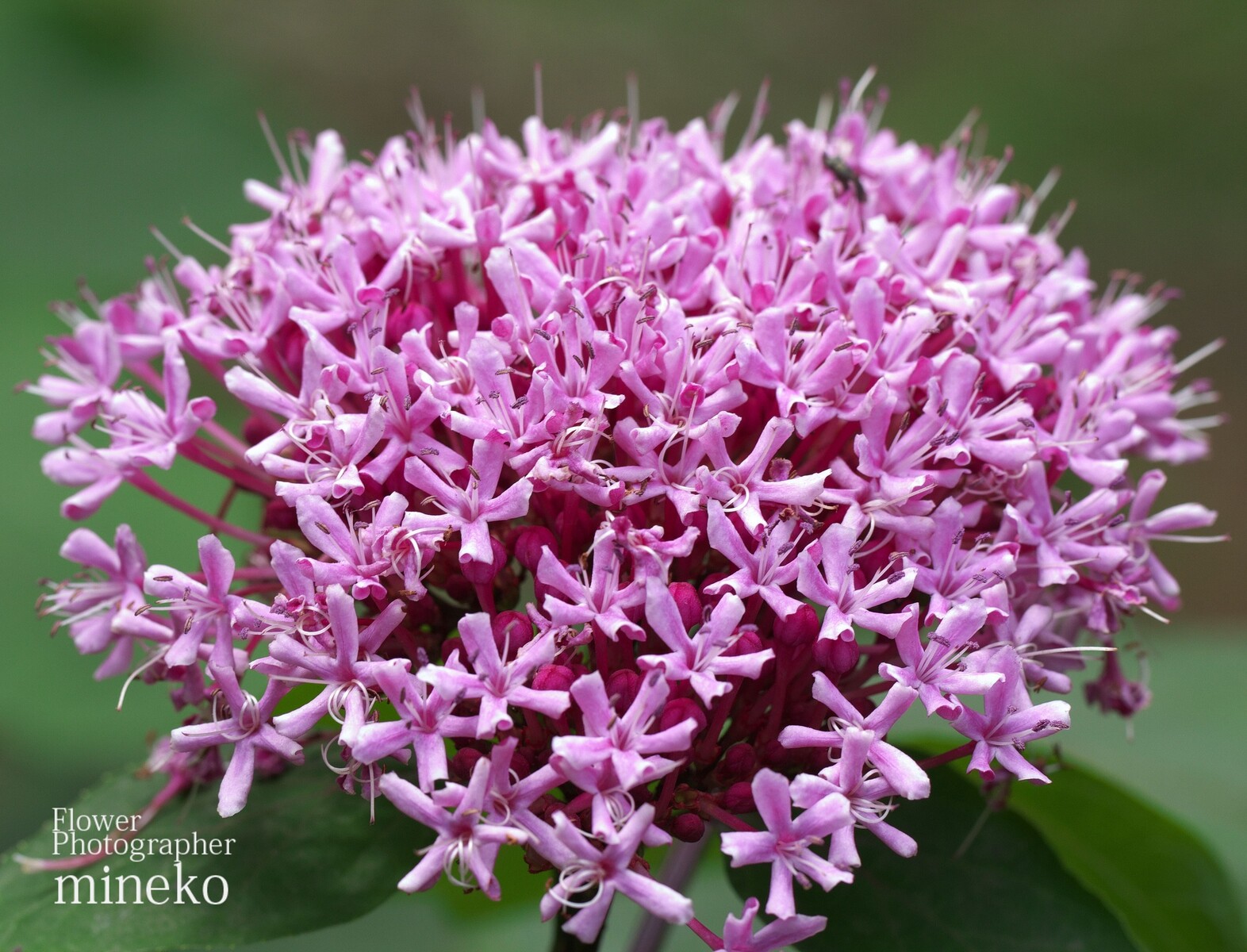 ボタンクサギ 峰子の花曜日 ボタンクサギ 峰子の花曜日