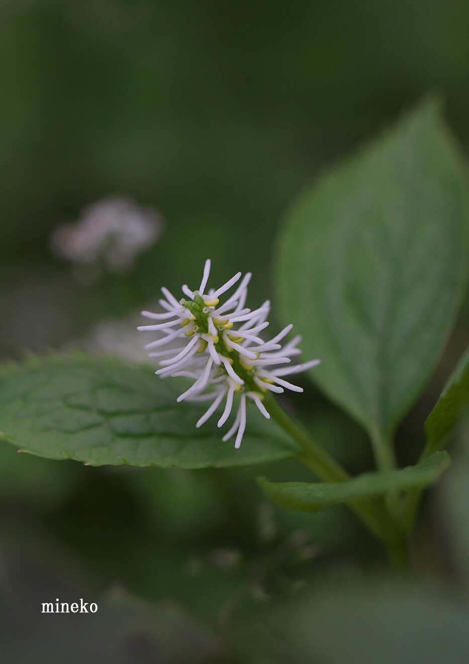 ヒトリシズカ 峰子の花曜日 ヒトリシズカ 峰子の花曜日