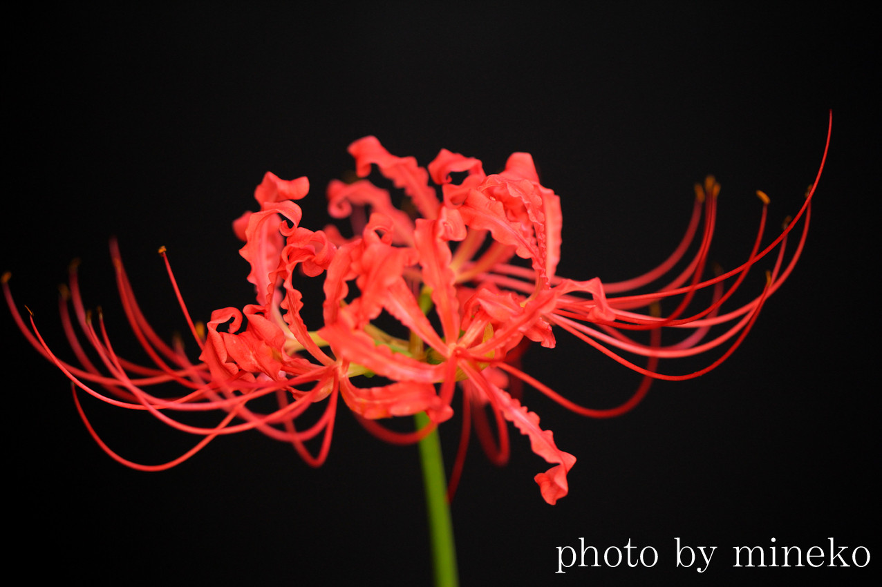 赤い炎 峰子の花曜日 赤い炎 峰子の花曜日