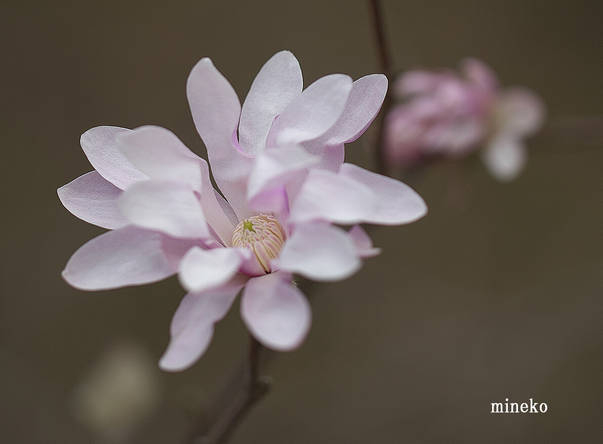 峰子の花曜日
	  シデコブシ
	コメント