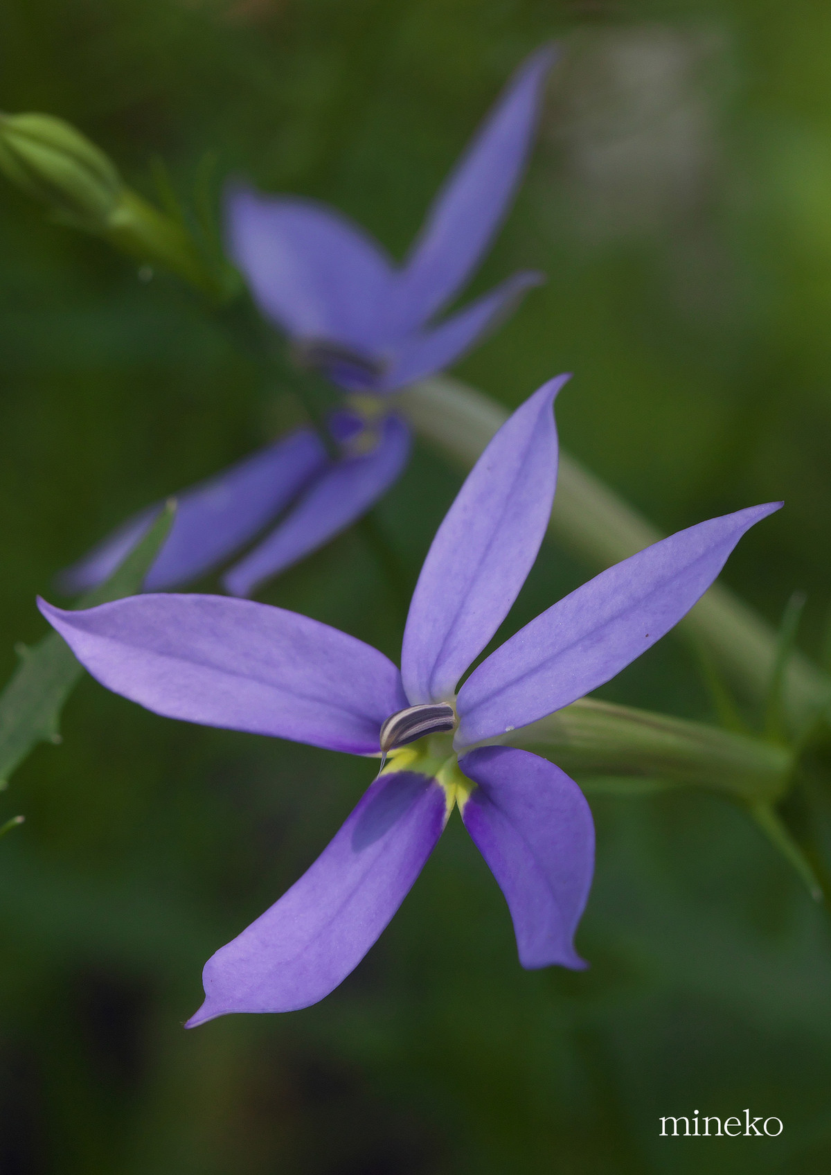 イソトマ 峰子の花曜日