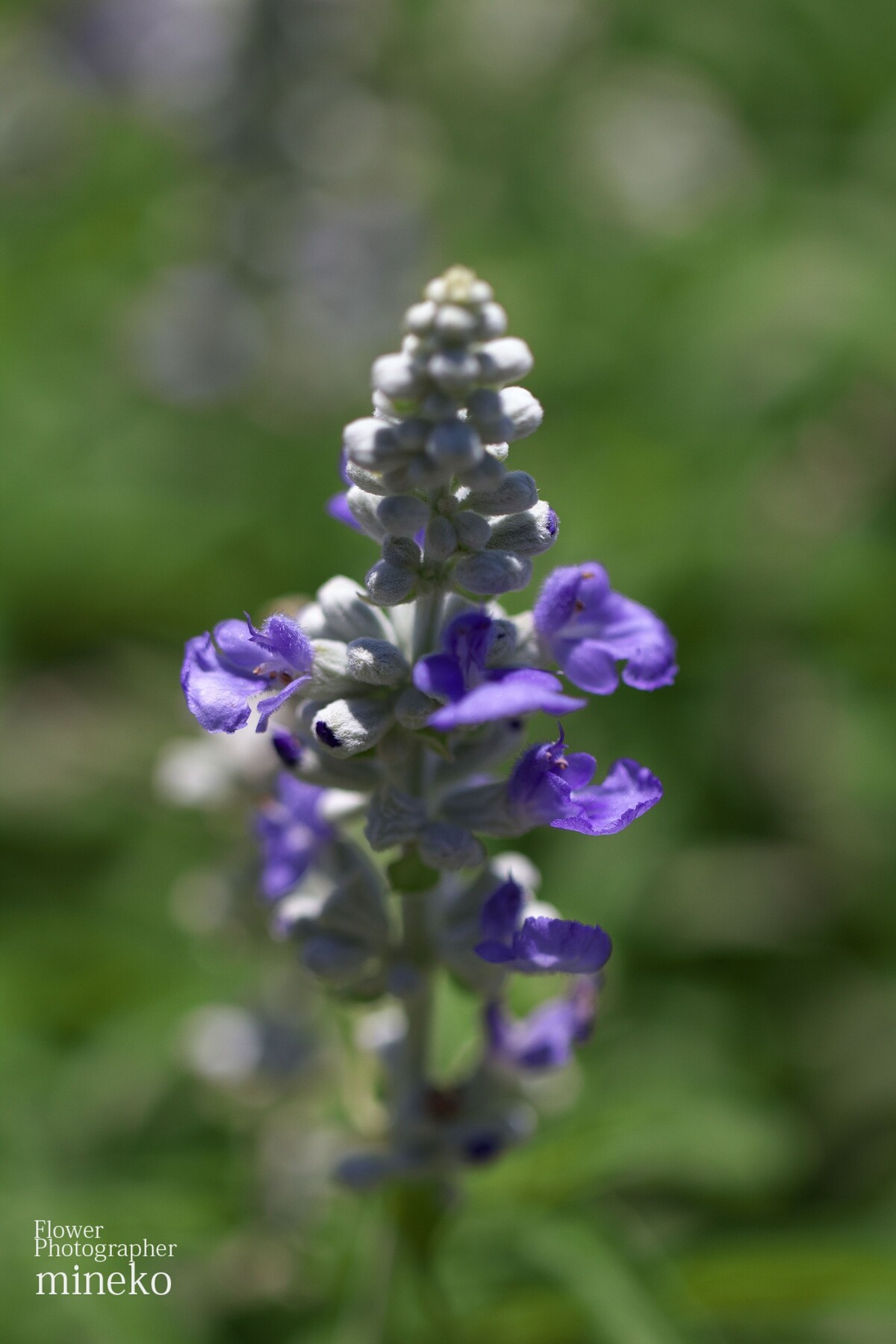 サルビア 峰子の花曜日