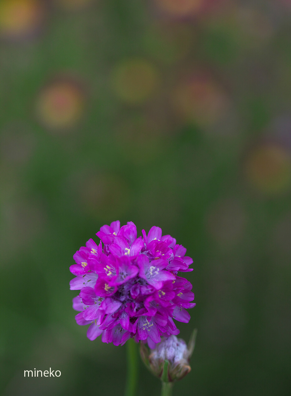 アルメリア 峰子の花曜日 アルメリア 峰子の花曜日