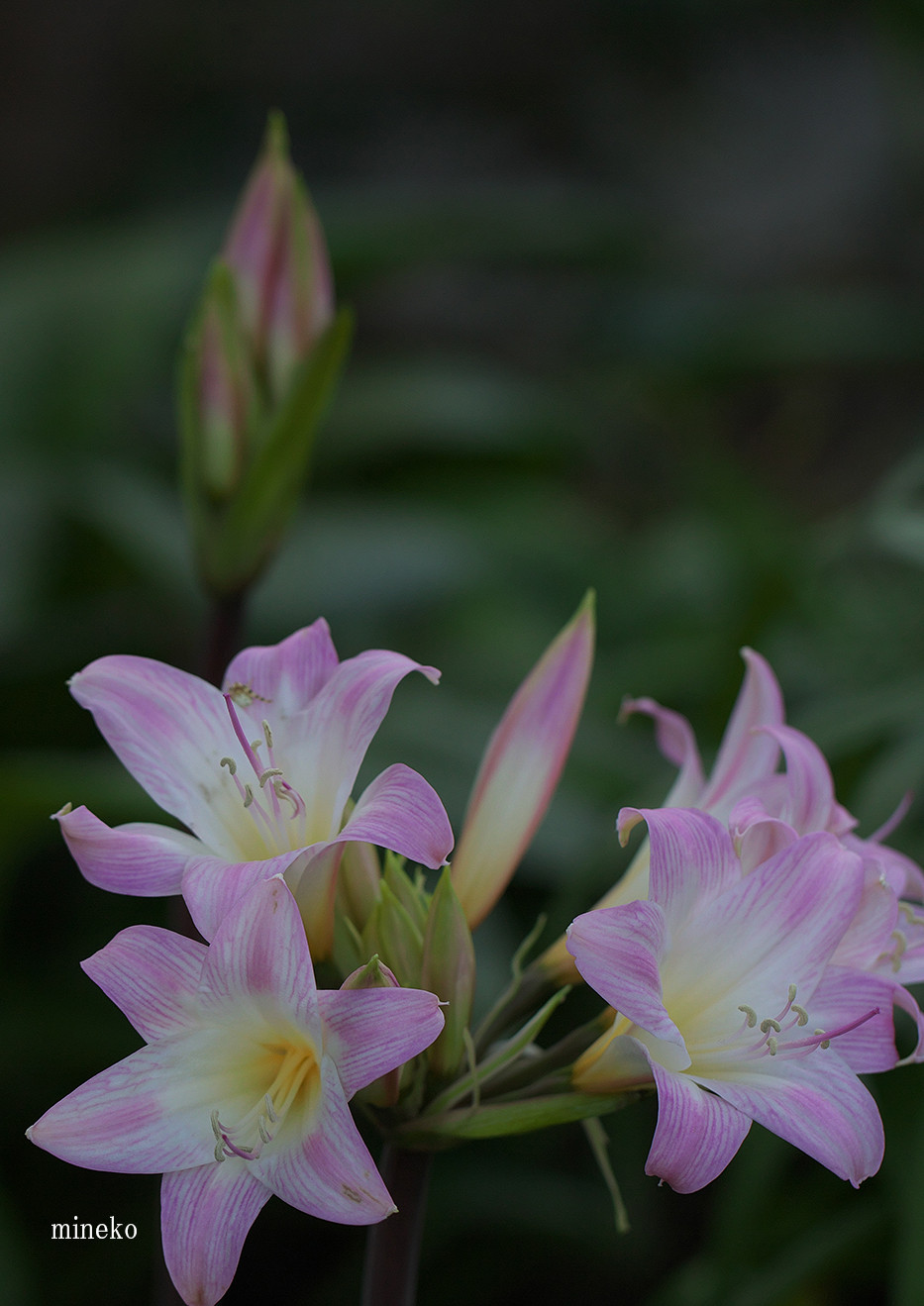 ベラドンナ リリー 峰子の花曜日