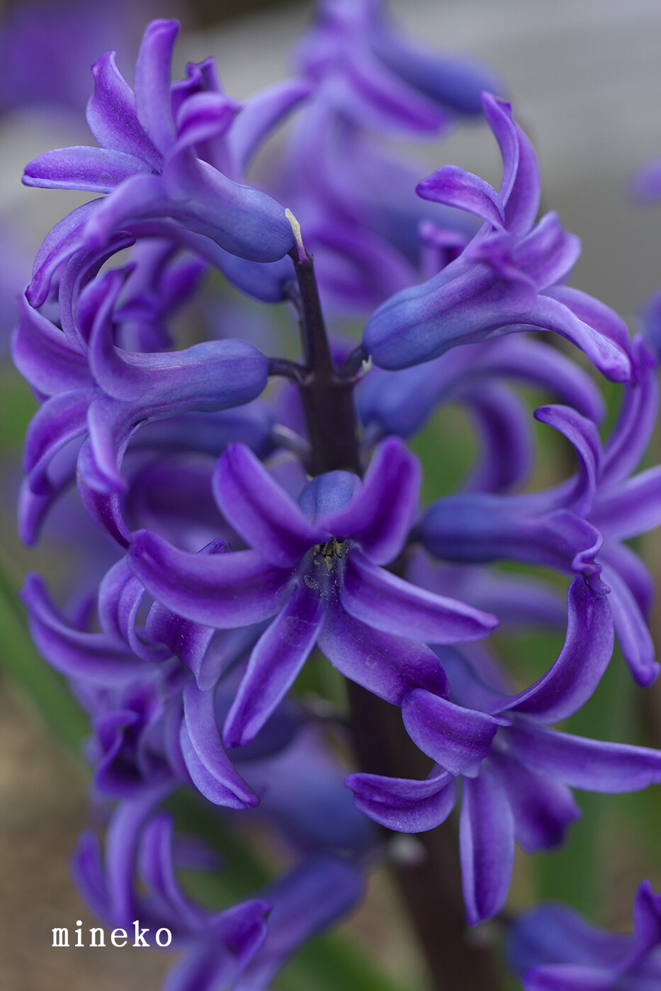 ヒヤシンス 峰子の花曜日