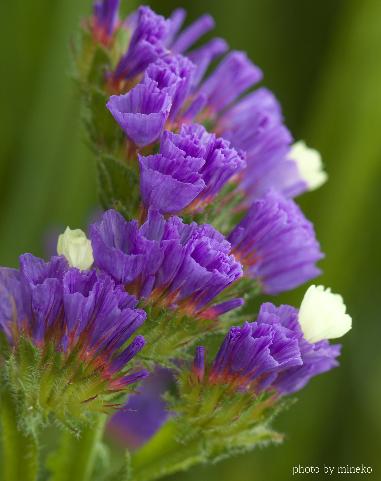 スターチス 峰子の花曜日