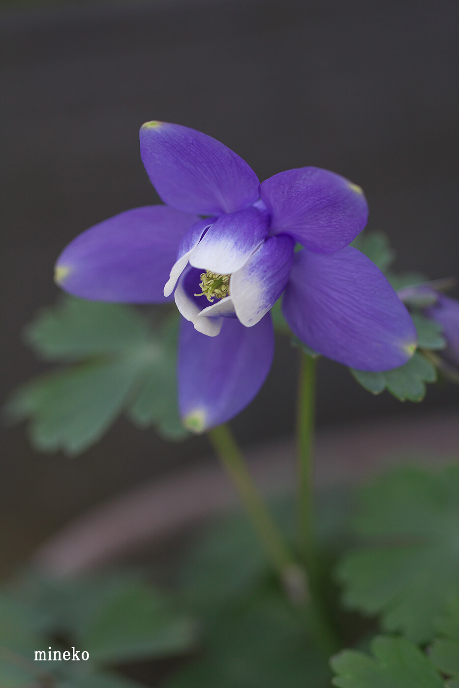オダマキ 峰子の花曜日 オダマキ 峰子の花曜日