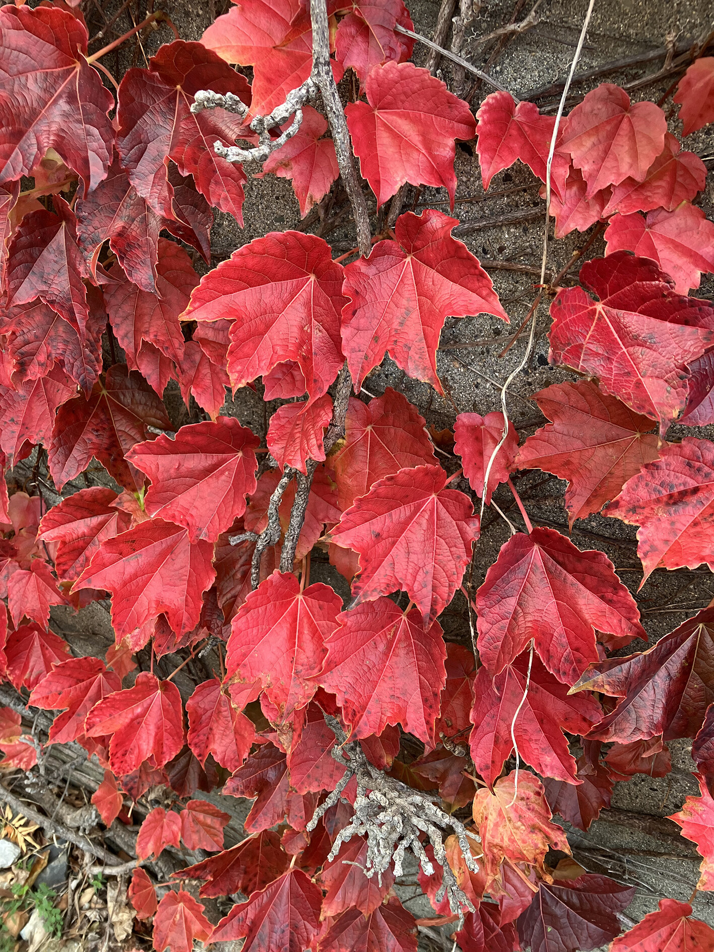 紅葉したツタの葉 : 峰子の花曜日