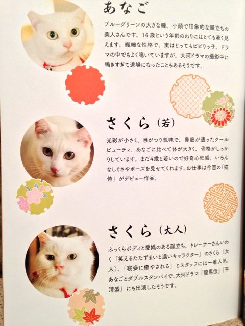 可愛い過ぎ】猫侍の玉之丞 : nagatakのブログ