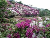 ツツジ園