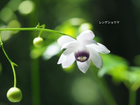 1レンゲショウマ