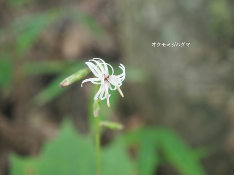 6オクモミジハグマ