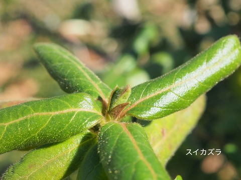 スイカズラ