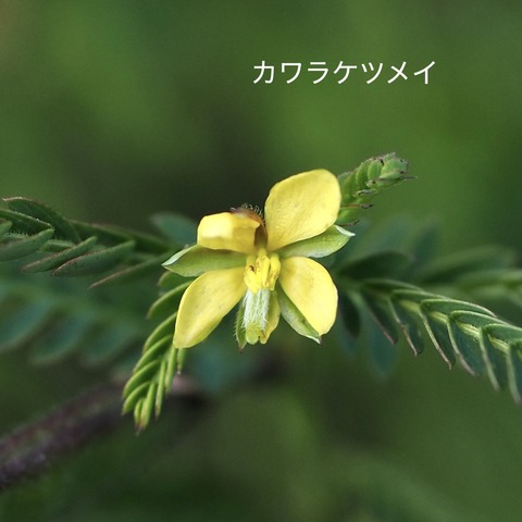 カワラケツメイ