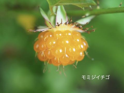 モミジイチゴ
