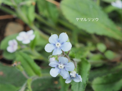ヤマルリソウ