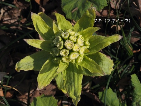 フキ