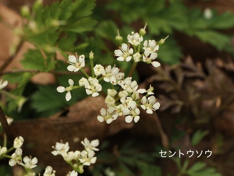 セントウソウ 2