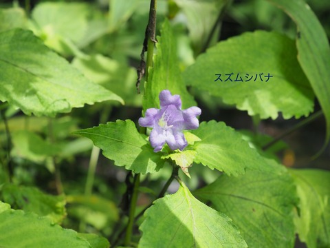 スズムシバナ